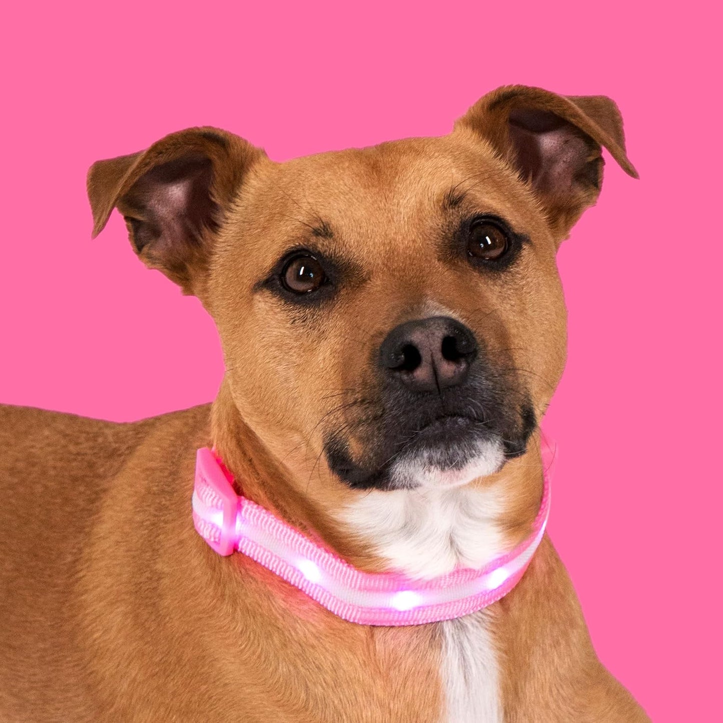 Light up Dog Collar - the Original LED Dog Collar - USB Rechargeable - Waterproof - 1,000 Feet of Visibility - Dog Collar Light for Small, Medium, Large Dogs - USA Brand